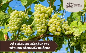 có phải nho hái bằng tay tốt hơn bằng máy