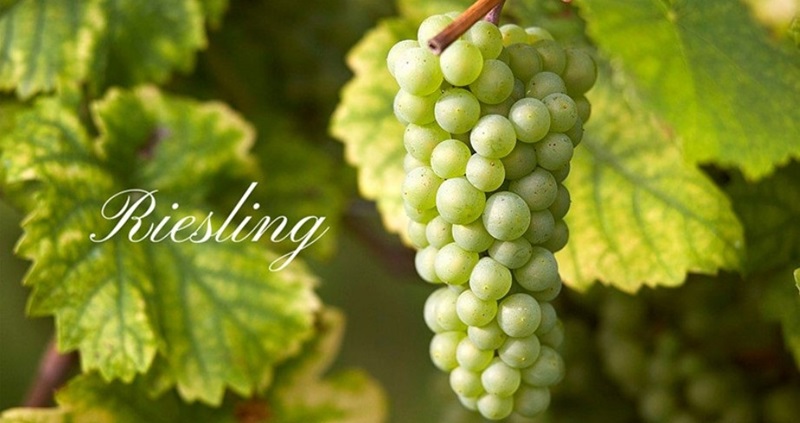 giống nho Riesling