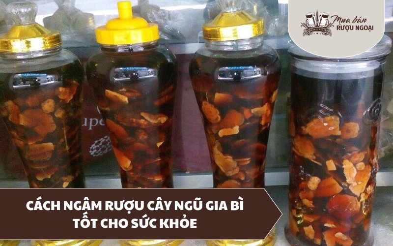 cách ngâm rượu cây ngũ gia bì