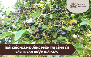 trái giác ngâm đường phèn trị bệnh gì