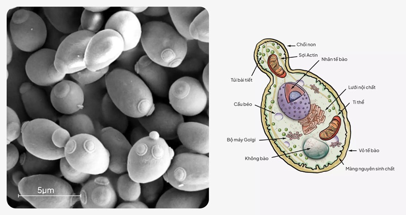 Nấm men Saccharomyces cerevisiae