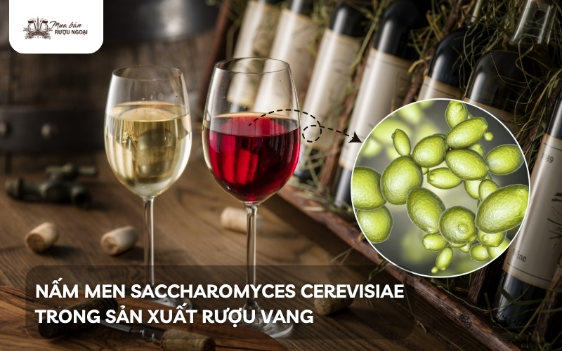 nấm men saccharomyces cerevisiae trong sản xuất rượu vang