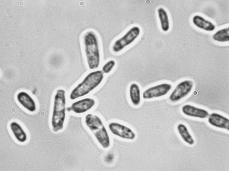 Saccharomyces cerevisiae var. bayanus