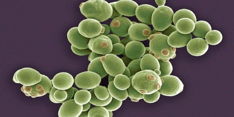 Nấm men Saccharomyces Chevalieri và saccharomyces cerevisiae trong sản xuất rượu