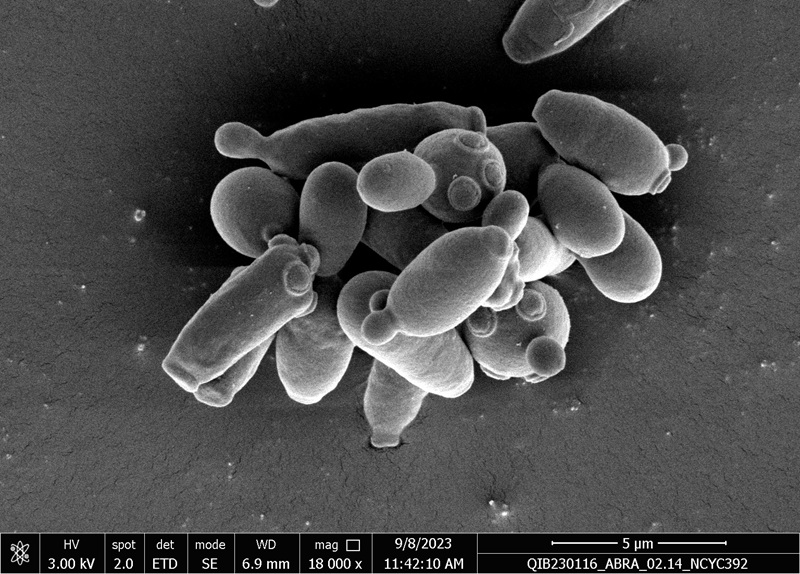 Saccharomyces pastorianus