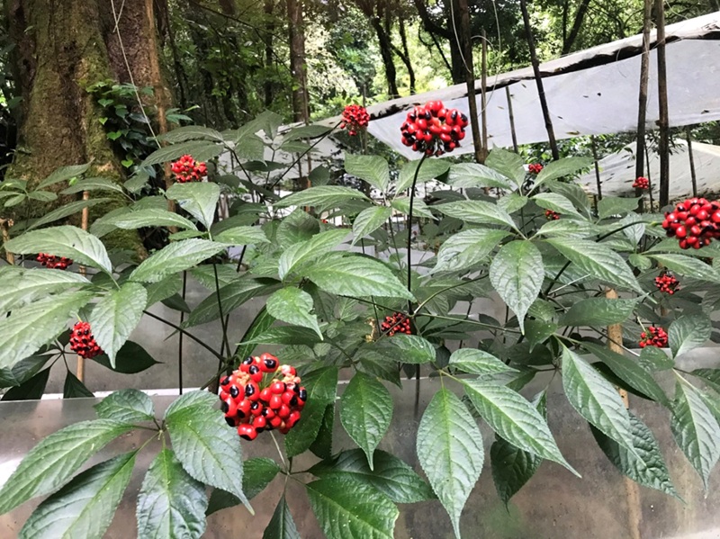 cây sâm ngọc linh