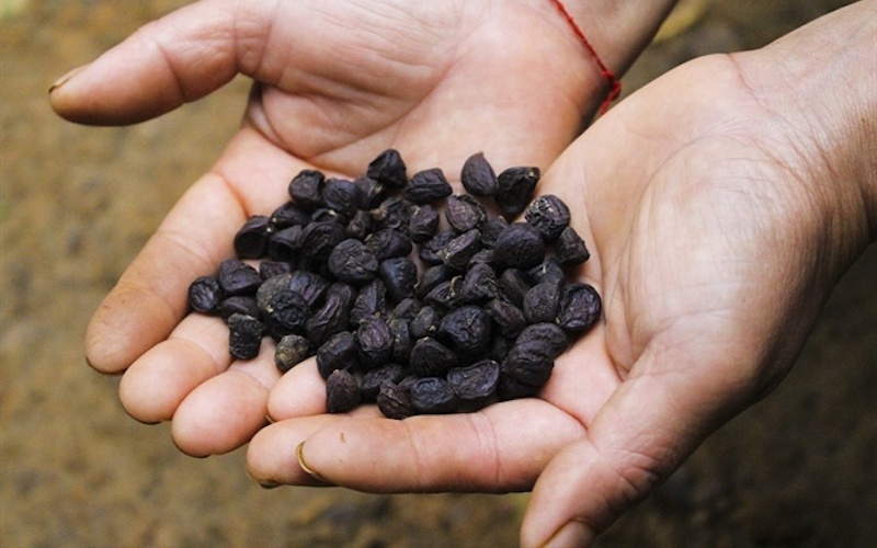 hạt dổi ngâm rượu