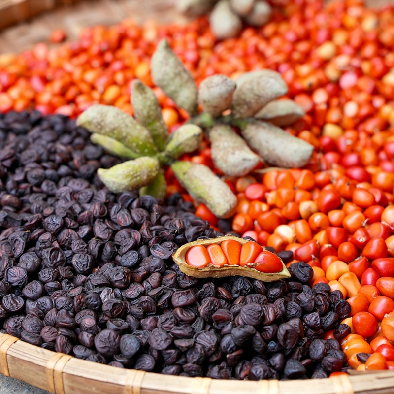 hạt dổi tây bắc