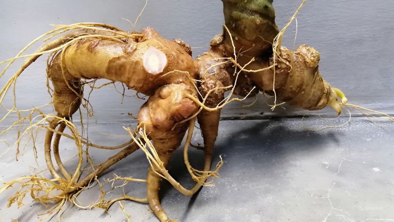 làm sạch củ sâm