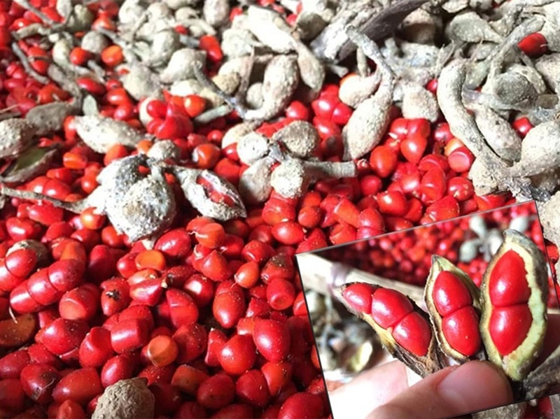 lựa chọn hạt dổi rừng tây bắc