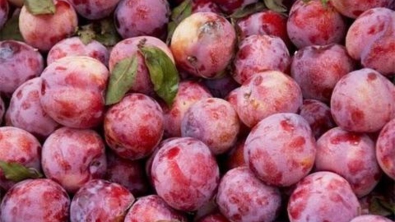 lựa chọn mận tươi