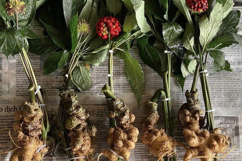 ngâm rượu sâm ngọc linh