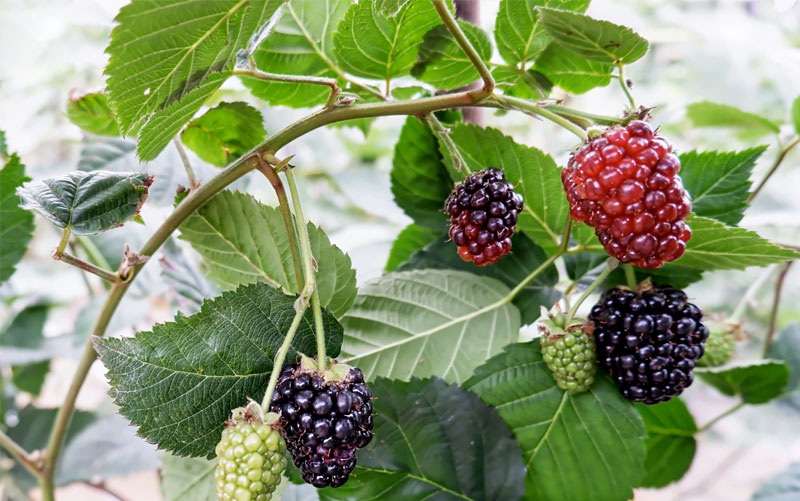 nguồn gốc lịch sử rượu phúc bồn tử