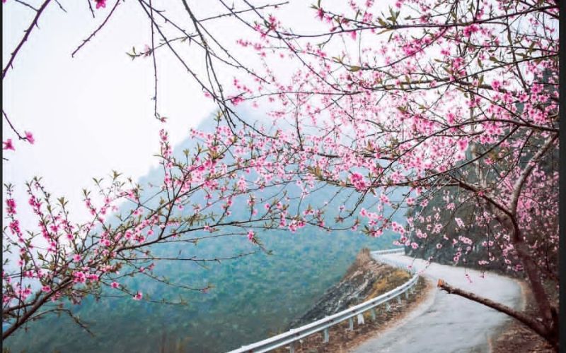 Mùa hoa đào nở rộ